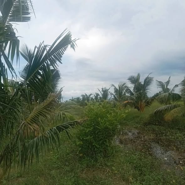 Đất vườn dừa 1.44ha tại xã An Ngãi Trung, Ba Tri, Bến Tre - Giá chỉ 756 triệu