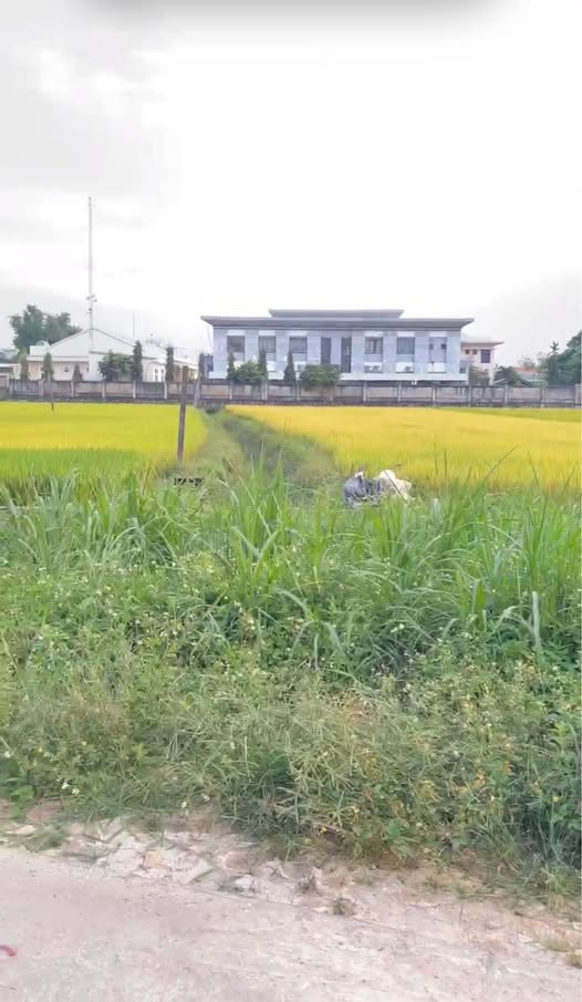 Đất nền Tuy Phước Bắc 140m² giá 800 triệu - Hướng Nam thoáng đãng