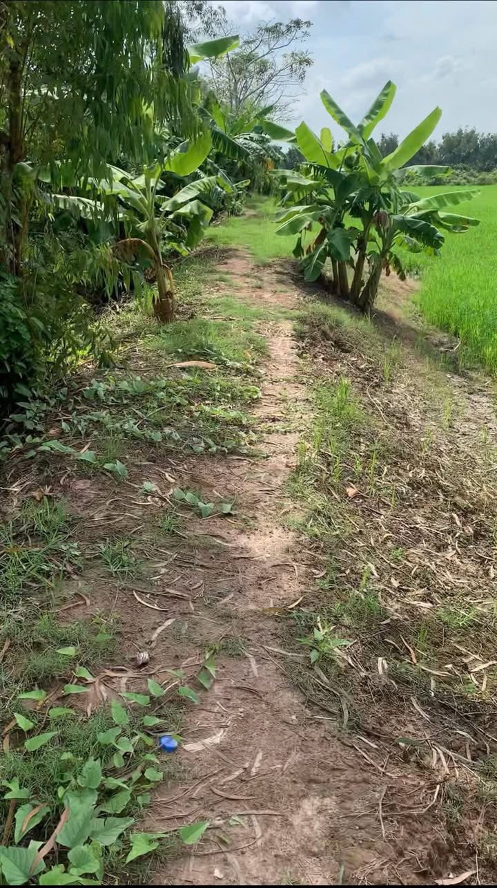 Đất ruộng 10 công tại Ấp Đại An, Kế Sách - Giá 1.55 tỷ - Tiềm năng phát triển