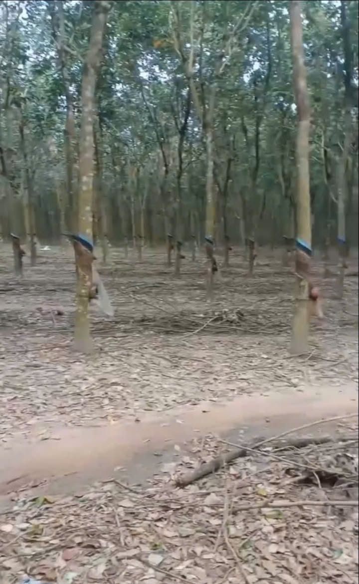 Đất Farm 50ha Minh Lập, Chơn Thành, Bình Phước - Đầu tư sinh lời hấp dẫn!