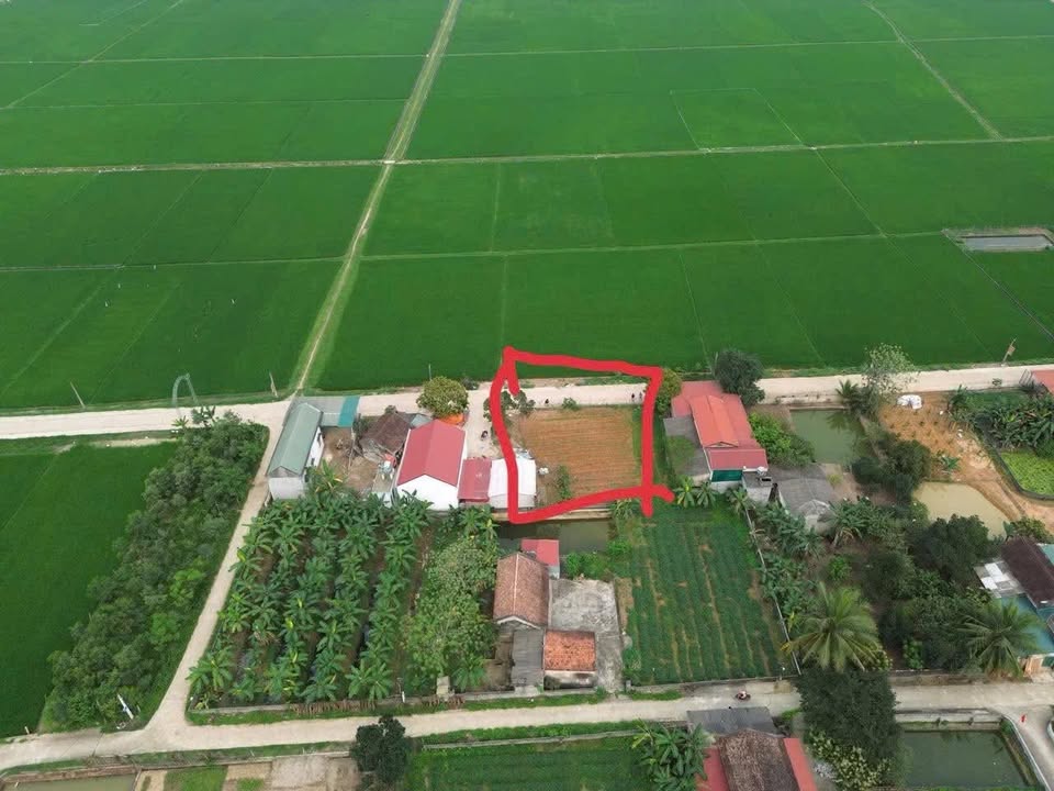 Đất thổ cư Thọ Ngọc, Triệu Sơn 216m² chỉ 700 triệu - Đầu tư ngay!