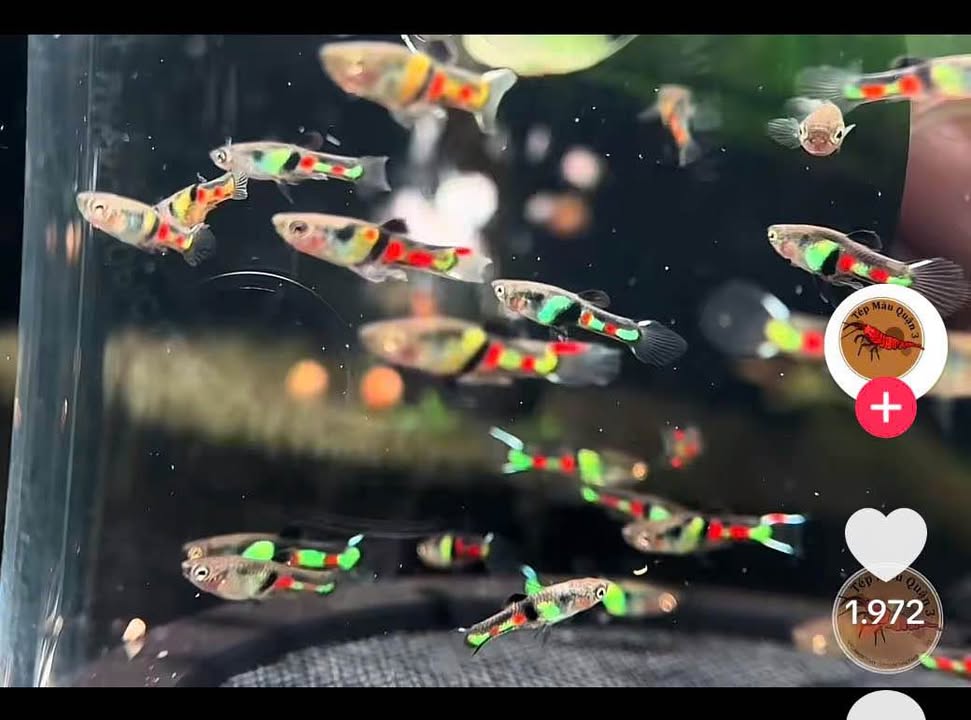 Nhà bán đường Lê Duẩn, phường 1, TP Cà Mau, 85m² - Giá 3.5 tỷ, chính chủ!