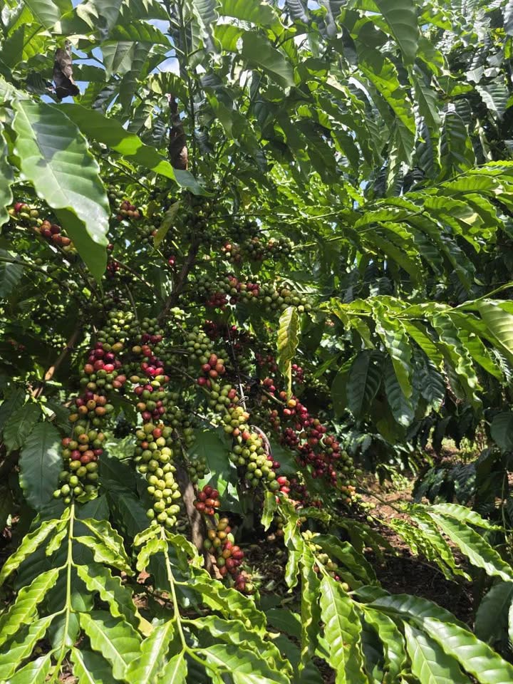 Đất nền khu vực Ea Kiết, Cư M'gar, Đắk Lắk 1.7ha - Cơ hội đầu tư sinh lời cao!