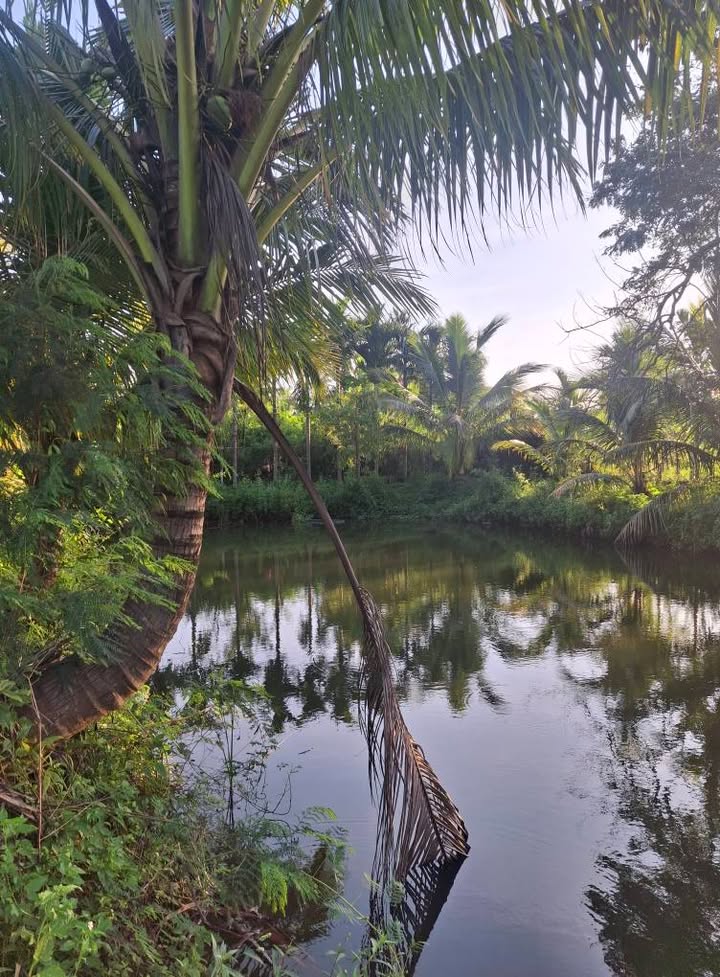 Đất biệt thự nhà vườn tại thị trấn Ea Pôk 5400m² giá 3.2 tỷ - Cơ hội đầu tư tuyệt vời!