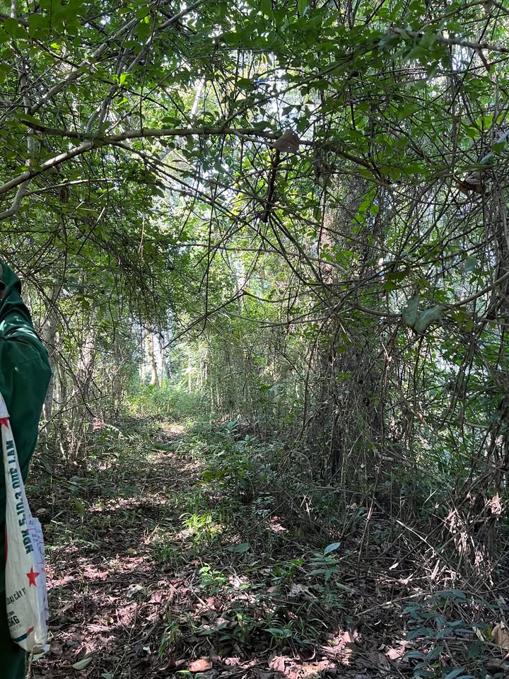 Đất rừng sản xuất 4ha tại Xuân Dương, Na Rì - Giá đầu tư hấp dẫn!