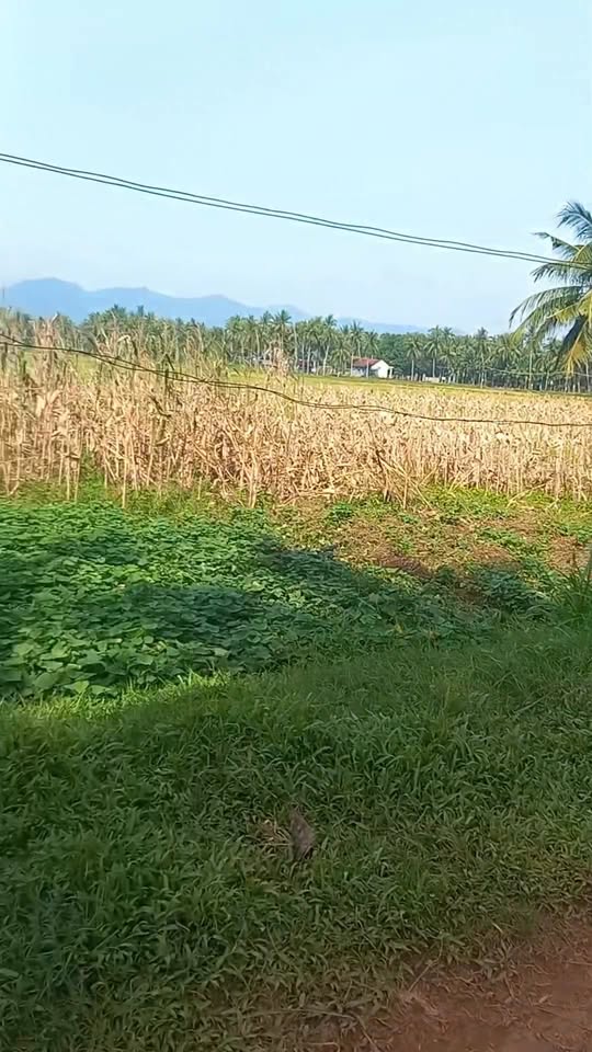 Đất thổ cư Hòa Trung 2, Hoài Nhơn 154m² giá 500 triệu - Cơ hội đầu tư tuyệt vời!