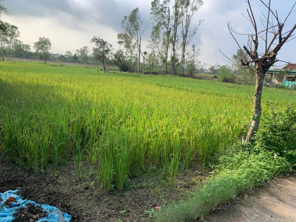 Đất nền 100m² tại xã Nghi Thạch, huyện Nghi Lộc giá 1.2 tỷ - Cơ hội cho gia đình trẻ khởi nghiệp!