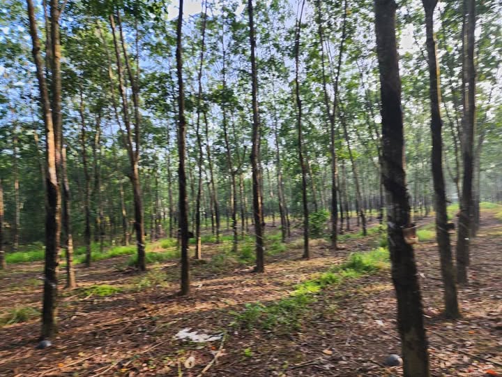 Đất sào phường Tân Phú 6.6 sào giá 2.6 tỷ - Cơ hội đầu tư tuyệt vời!