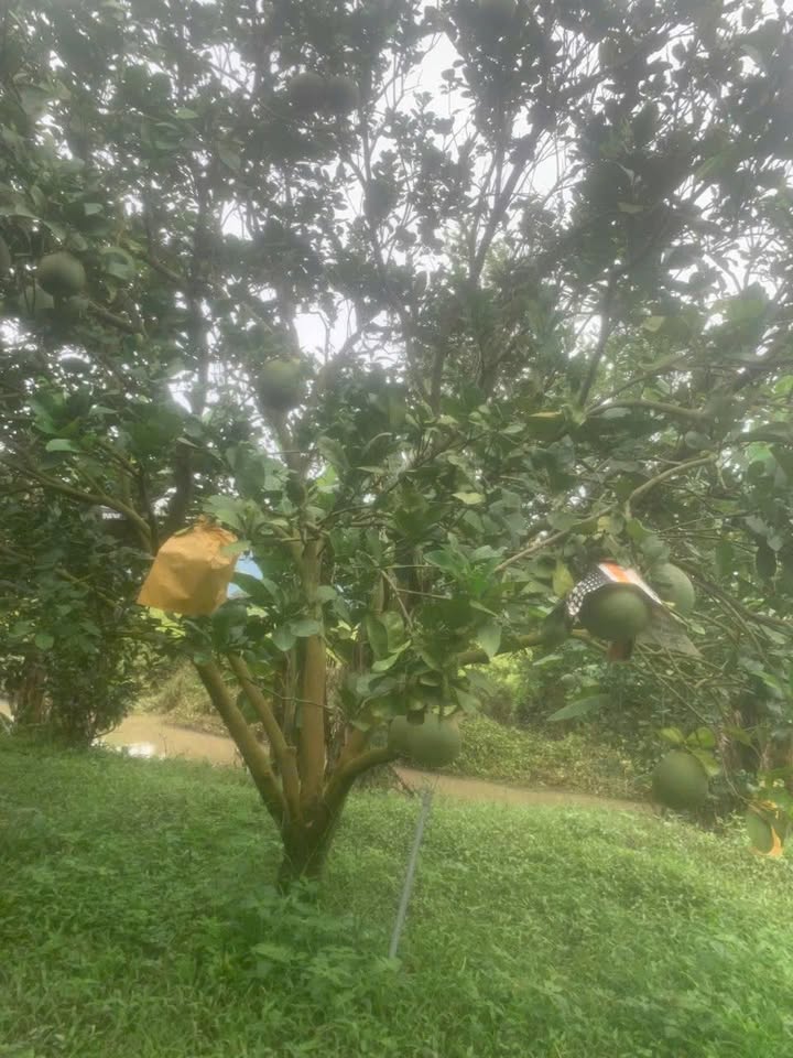 Đất thổ cư 400m² tại Thuận Minh, Hàm Thuận Bắc, Bình Thuận - Giá chỉ 770 triệu!