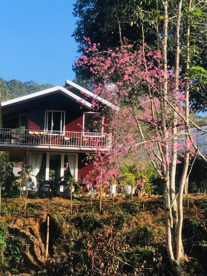 Homestay gỗ siêu xinh tại Đà Lạt 3000m² - Không gian nghỉ dưỡng tuyệt vời!