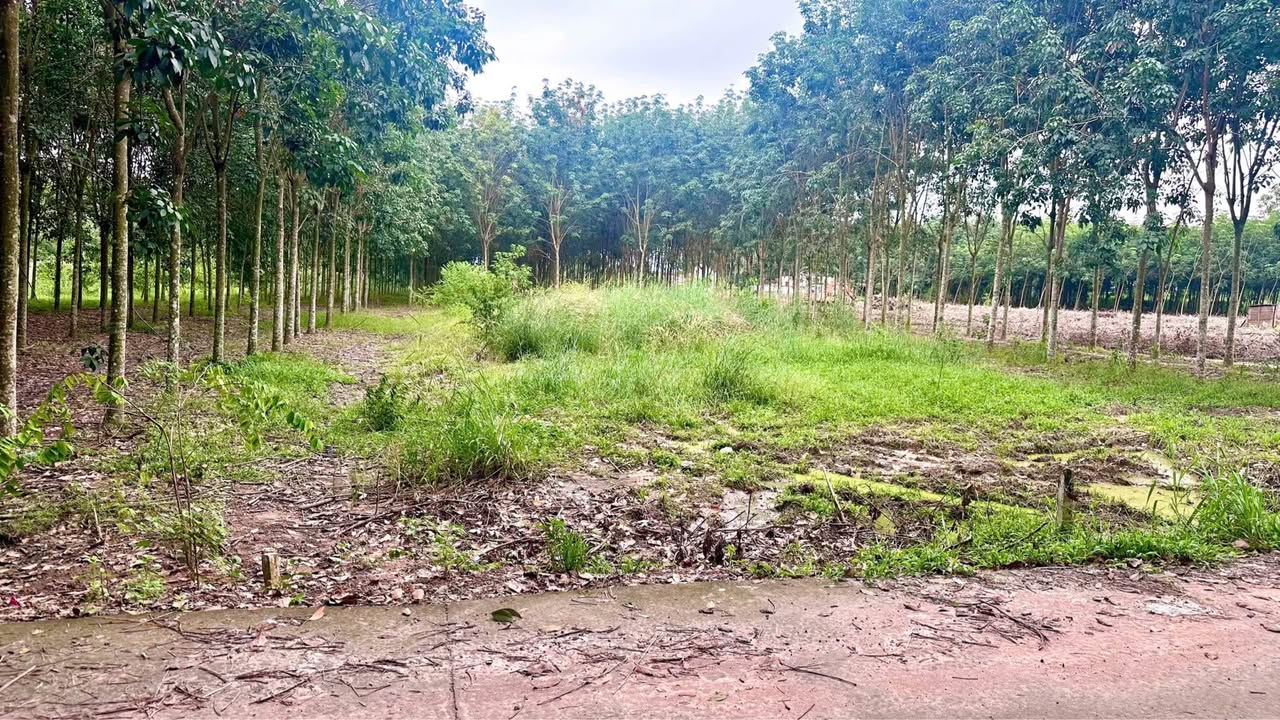 Đất nền Lai Uyên, Bàu Bàng 250m² giá 800 triệu - Vị trí đắc địa, thuận tiện kinh doanh!