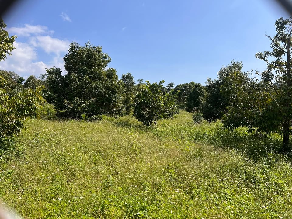 Đất sầu riêng 1,1 sào thôn Hiệp Kết - Giá chỉ 300 triệu, bớt lộc!