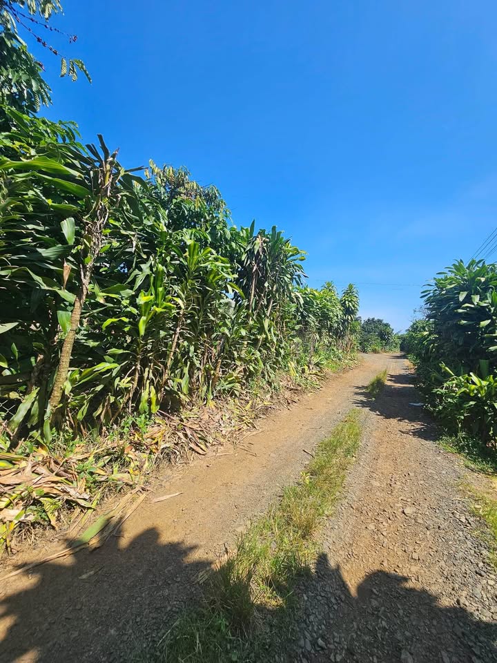 Đất nền Lộc An 1400m² giá 700 triệu - Sổ đỏ chính chủ, thuận lợi đầu tư!