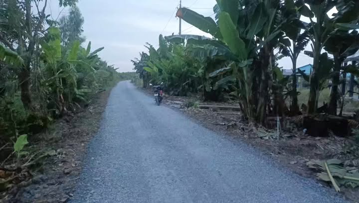 Nhà vườn 2500m² tại xã Gia Thuận, Gò Công Đông - Đầu tư sinh lời lý tưởng!