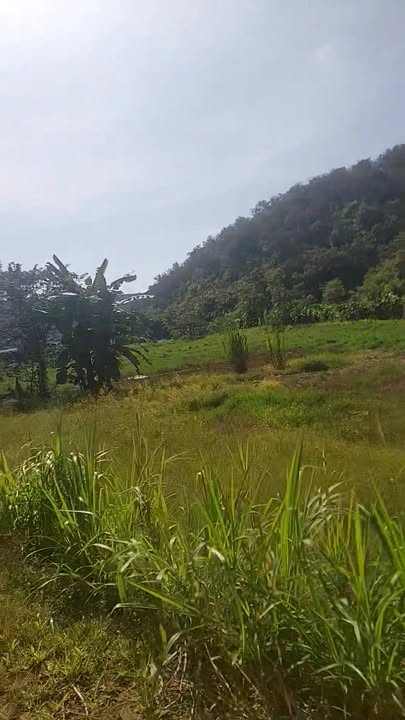 Farm Đăng Hà Bù Đăng 25.000m² giá 2 tỷ - Tiềm năng phát triển vượt trội!