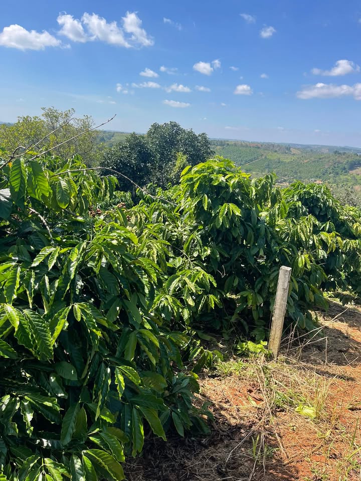 Đất nền 7000m² phường Nghĩa Đức, giá chỉ 2.1 tỷ - Cơ hội đầu tư tuyệt vời!