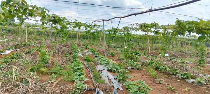 Đất nông nghiệp 4,207m² xã Ka Đô - Đơn Dương Lâm Đồng giá 2.6 tỷ - Phù hợp phân lô!