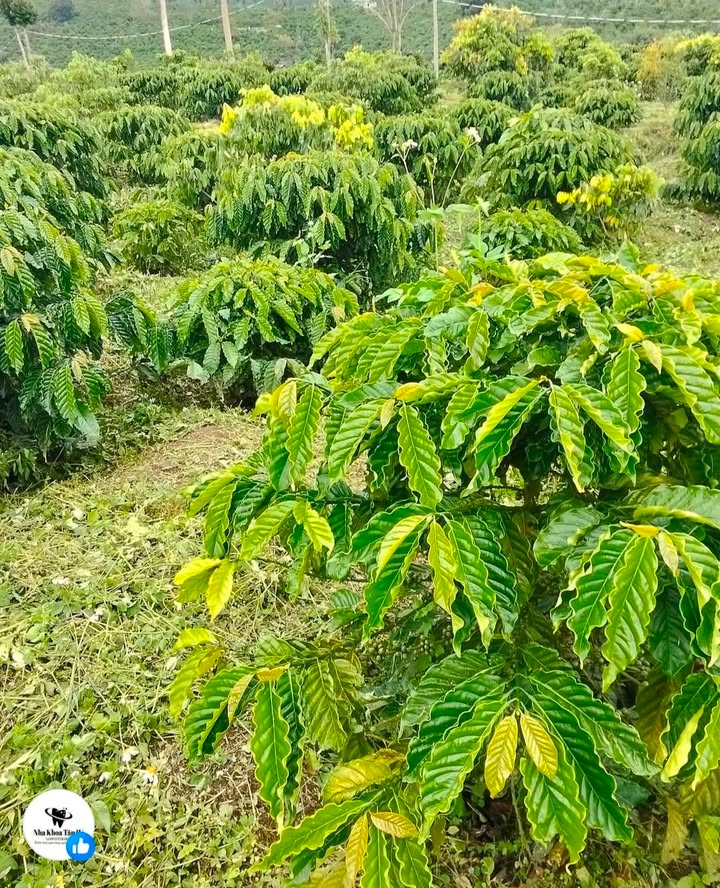 Đất nền Phú Sơn Lâm Hà 17.000m² giá 270 triệu - Cơ hội đầu tư tuyệt vời!