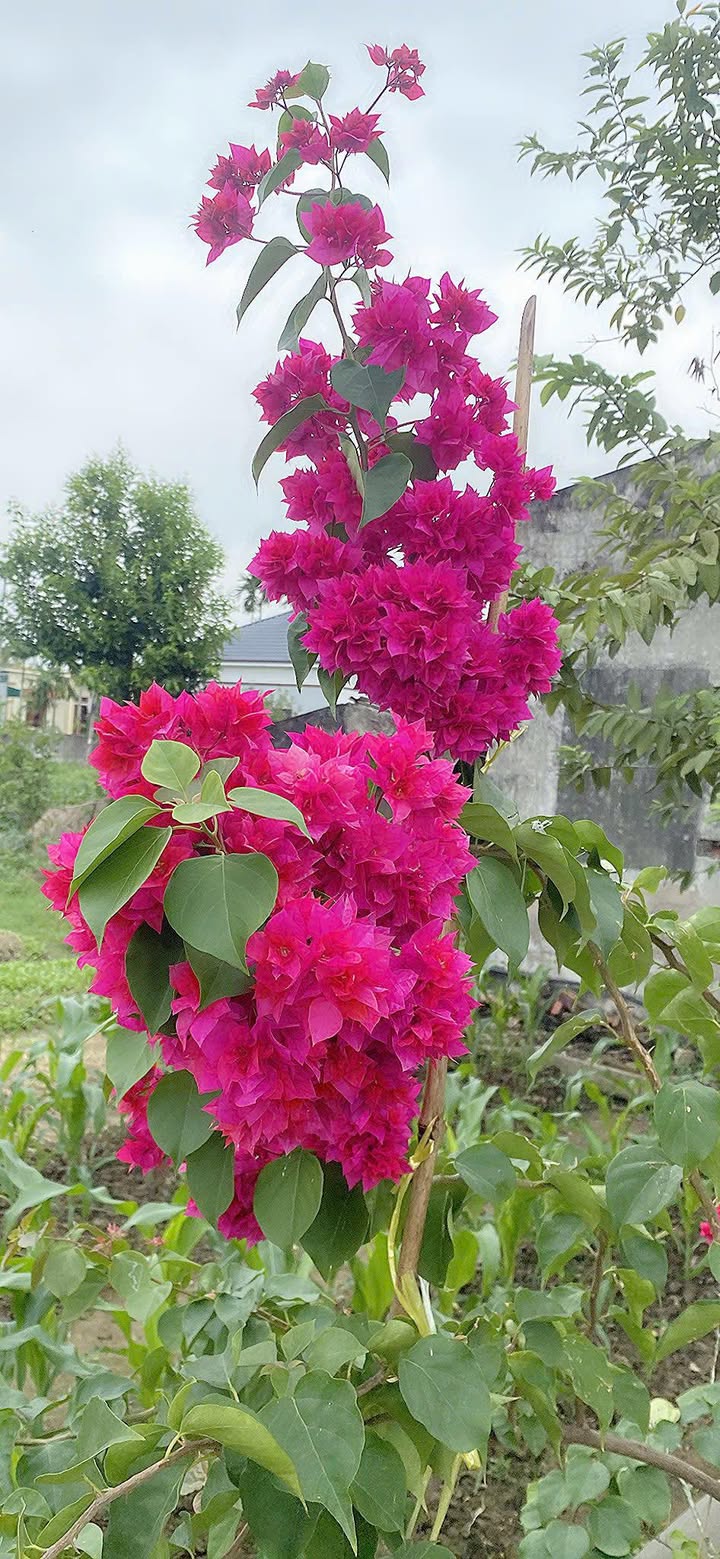 Đất thổ cư 100m² tại thôn Nam Tử, xã Tân Minh - Giá thỏa thuận hấp dẫn!