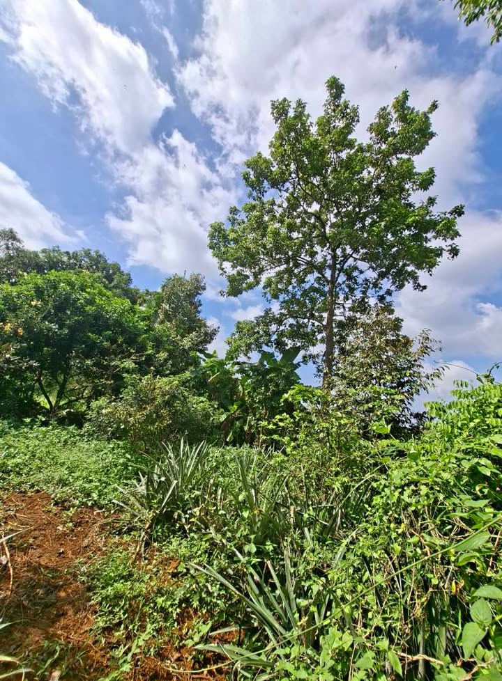 Đất nền Ngãi Giao 665m² giá 1 tỷ - Phù hợp làm nhà vườn, nhà trọ