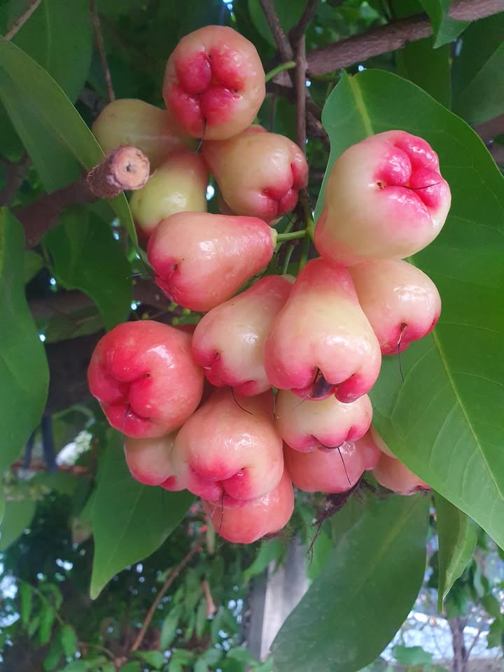 Đất nền 1000m² tại Kp2, Thị trấn Tân Sơn, Ninh Sơn, giá chỉ 160 triệu - Cơ hội đầu tư hấp dẫn!