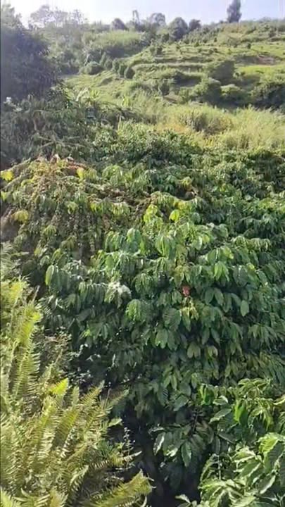 Đất nền Tân Hà Lâm Hà 3600m² giá 1.68 tỷ - Mặt tiền đường bê tông thông thoáng!