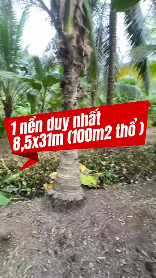 Đất nền Bình Trưng, Châu Thành 263.5m² giá 440 triệu - Cơ hội đầu tư hiếm có!