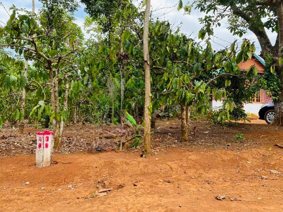 Đất nền Cư Pơng, Krông Búk, Đắk Lắk 308m² giá chỉ 169 triệu - Cơ hội đầu tư hấp dẫn!