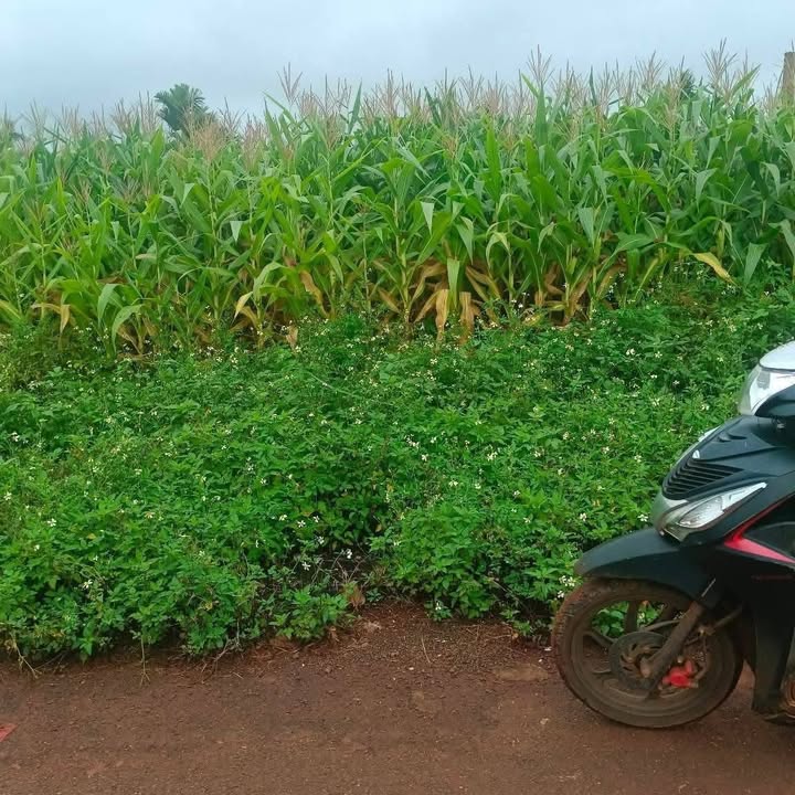 Đất Phú Xuân Krông Năng 280m² giá 3.36 tỷ - Đầu tư sinh lời ngay!