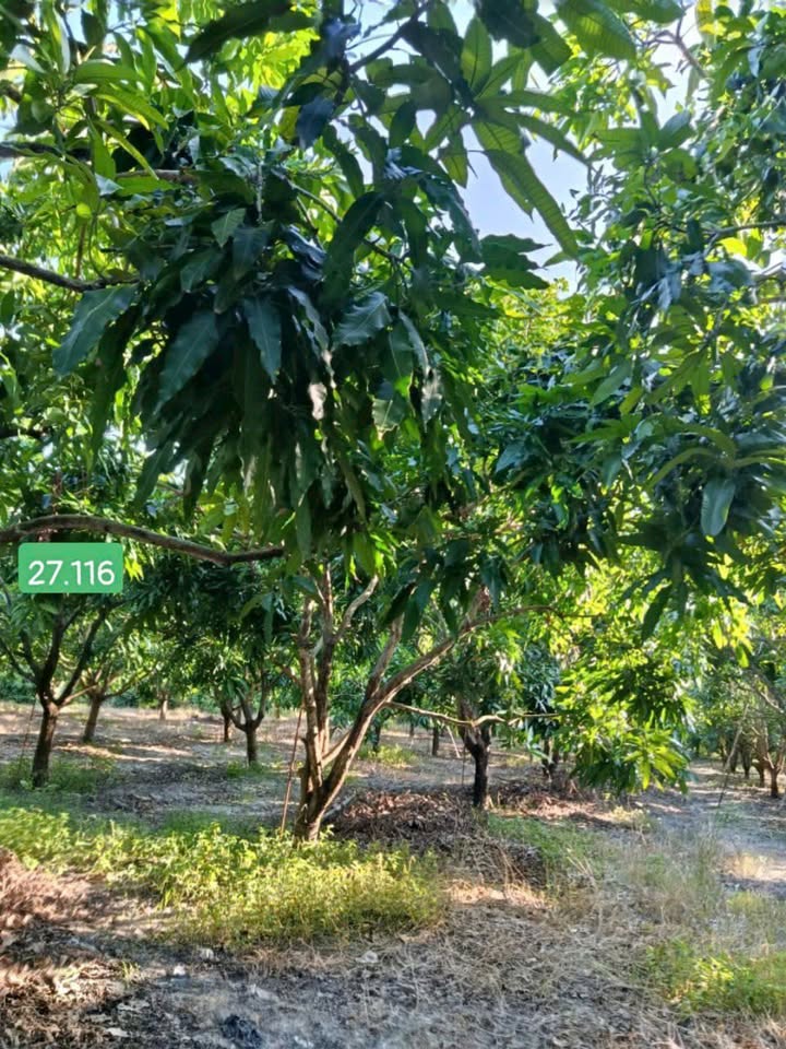 Đất vườn Bãi Giếng 2, Cam Hải Tây 700m² giá 250 triệu - Cơ hội đầu tư hấp dẫn!