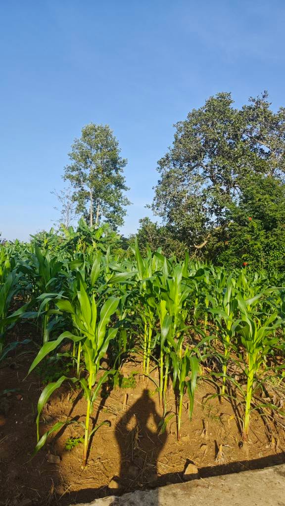 Đất nền mặt tiền 10m tại ấp 3, xã Gia Canh, Định Quán, 838m² - Giá chỉ 450 triệu!