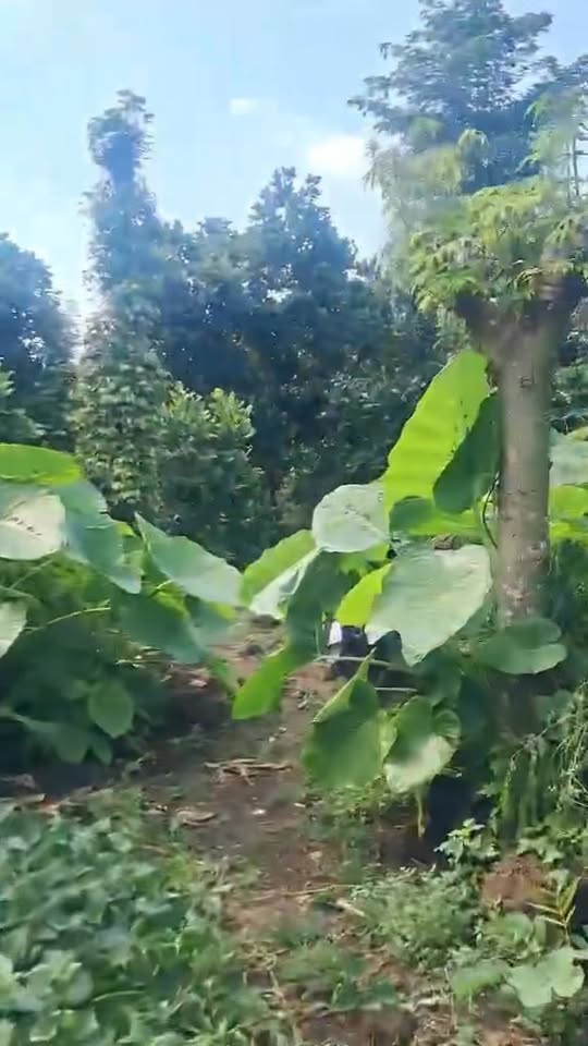 Đất Farm 3 sào tại Tân Phú, Đồng Nai giá 1 tỷ - Đầu tư sinh lời ngay!