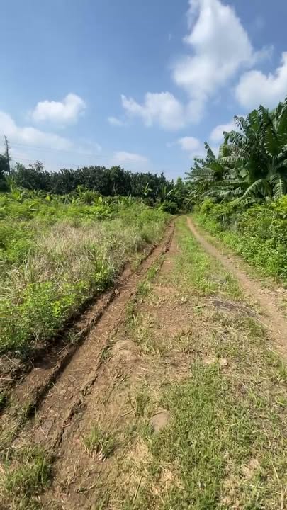 Đất vườn 2000m² tại Ấp 3, Trảng Bom - Giá chỉ 1.5 tỷ!