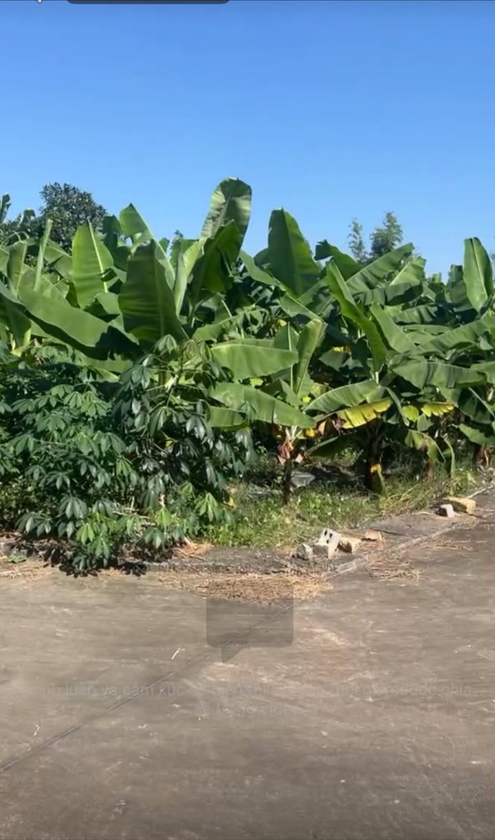 Đất nền Hương Mai - 400m² giá chỉ 2 tỷ - Đầu tư sinh lời ngay hôm nay!