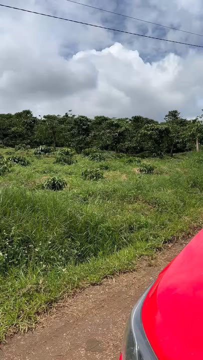 Đất nền xã Tân Nghĩa, Di Linh 1224m² giá 3 tỷ - Cơ hội đầu tư tuyệt vời!