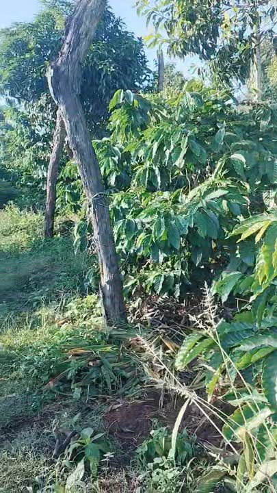 Farm 1,2ha tại xã Ea Ral, Đắk Lắk giá 3,2 tỷ - Đầu tư sinh lời ngay!