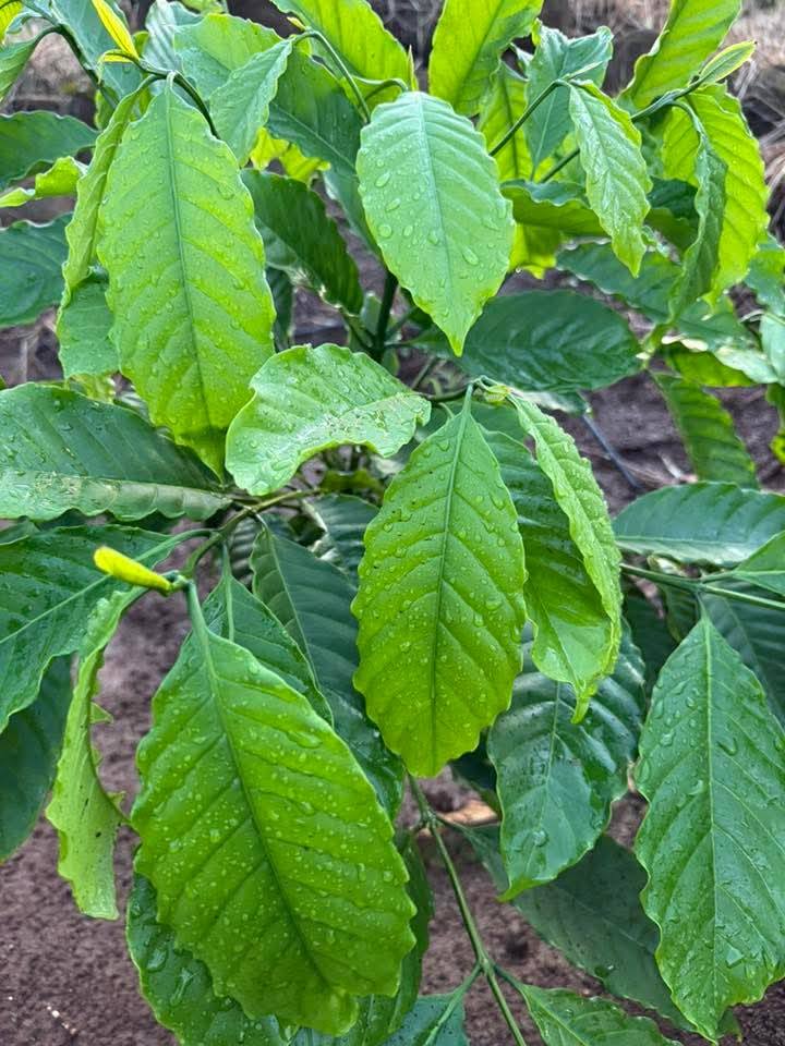 Đất nông nghiệp 6,7 sào tại Ea Khal, giá chỉ 829 triệu - Cơ hội đầu tư hấp dẫn!