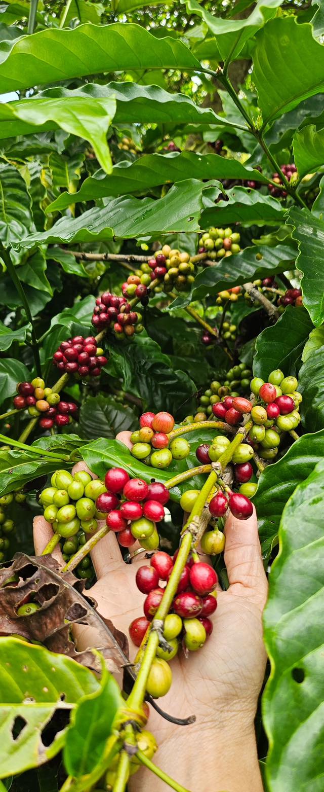 Đất nông nghiệp Đắk Phơi 5 sào giá 400 triệu - Tiềm năng phát triển cao!