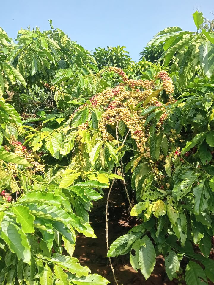 Đất nền Hòa Nam, Di Linh 14400m² giá 120 triệu - Cơ hội đầu tư tuyệt vời!