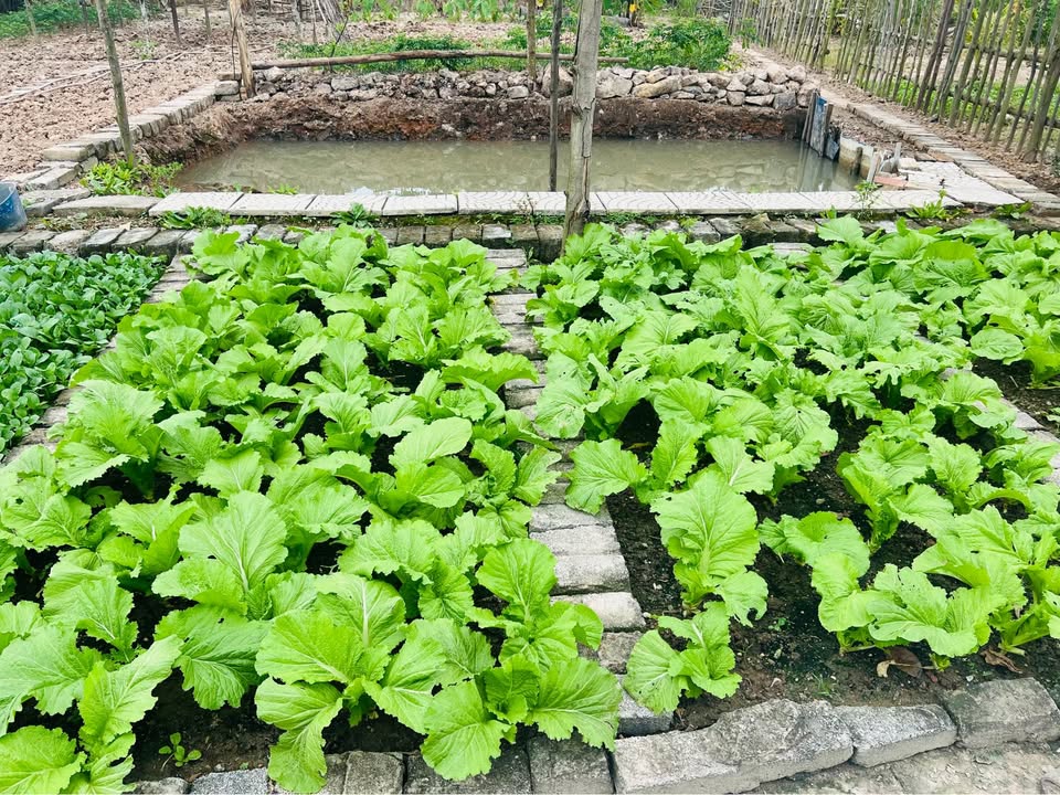 Đất Khu 7 Thanh Sơn 93.4m² giá 800 triệu - Phù hợp để ở và đầu tư!