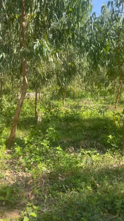 Đất nền xã Ya Ma, huyện Kông Chro 24000m² - Đất đẹp, giá hợp lý!