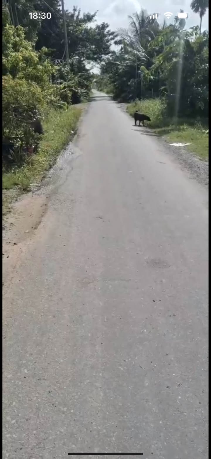 Đất thổ cư mặt tiền nhựa Đức Lập Hạ 130m² giá 1.2 tỷ - Đầy đủ tiện ích quanh khu vực!