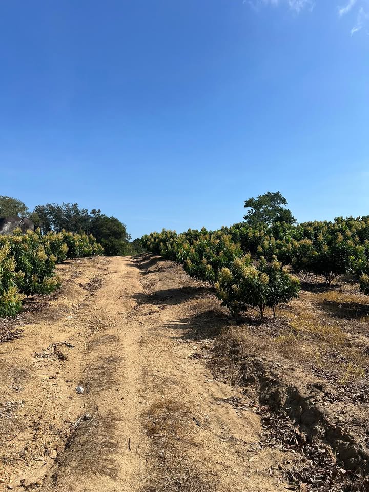 Đất Farm M'Đrắk 7.5ha giá chỉ 390 triệu - Tiềm năng đầu tư lớn!