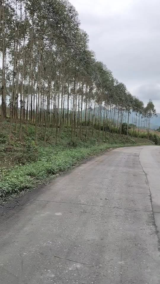 Đất nền Lục Sơn Lục Nam 1000m² - Sổ đỏ chính chủ, vị trí đẹp phù hợp làm xưởng