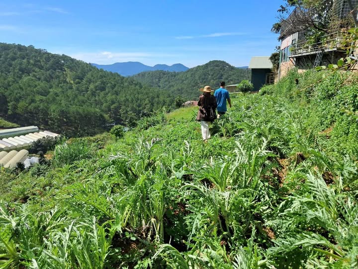 Đất nền Hùng Vương, Đà Lạt 165m² giá 1.35 tỷ - View đồi thông tuyệt đẹp!