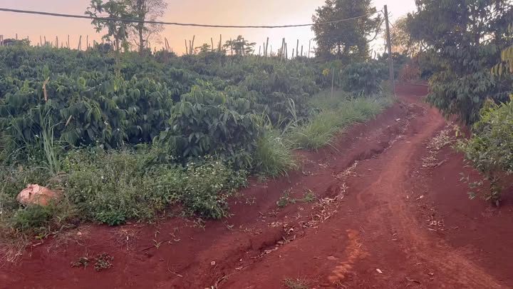 Đất kinh doanh 6168m² xã Ia Rong, Chư Pưh, Gia Lai - Cơ hội đầu tư hấp dẫn!