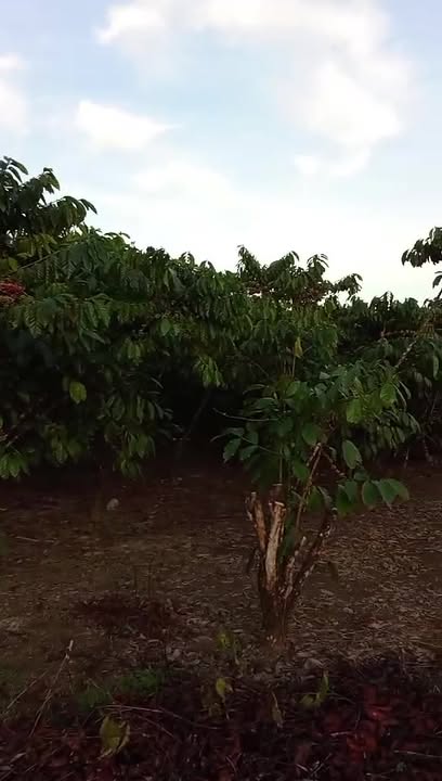 Đất nền Lộc Bảo Bảo Lâm 7000m² giá 2.5 tỷ - Sổ đỏ chính chủ, thuận tiện đầu tư!