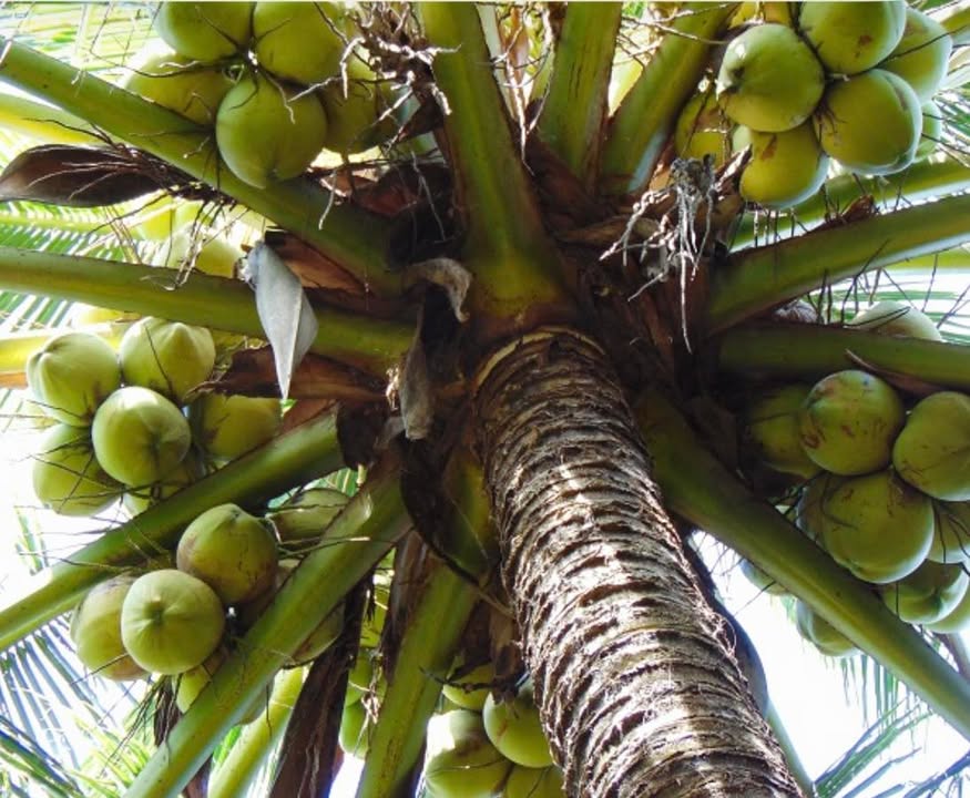 Đất nền Tân Phú Tây, Mỏ Cày Bắc 500m² giá 295 triệu - Cơ hội đầu tư hấp dẫn!