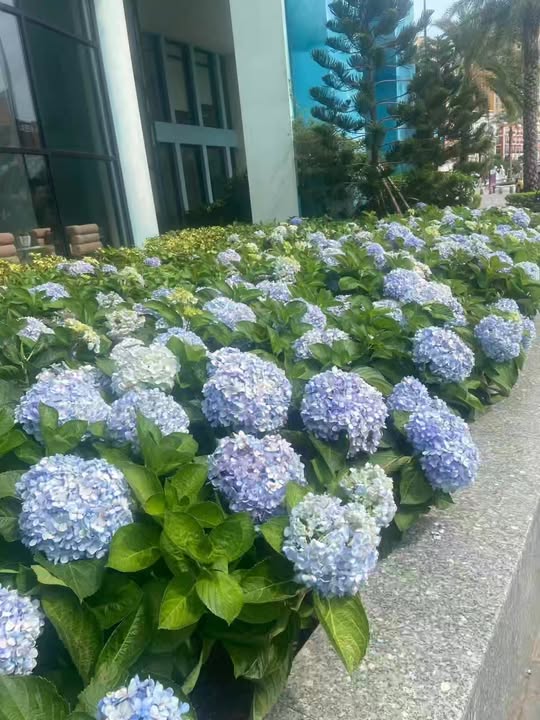 Nhà mặt tiền nhựa 117m² tại Phước Vĩnh An, Củ Chi - Giá chỉ 1 tỷ!