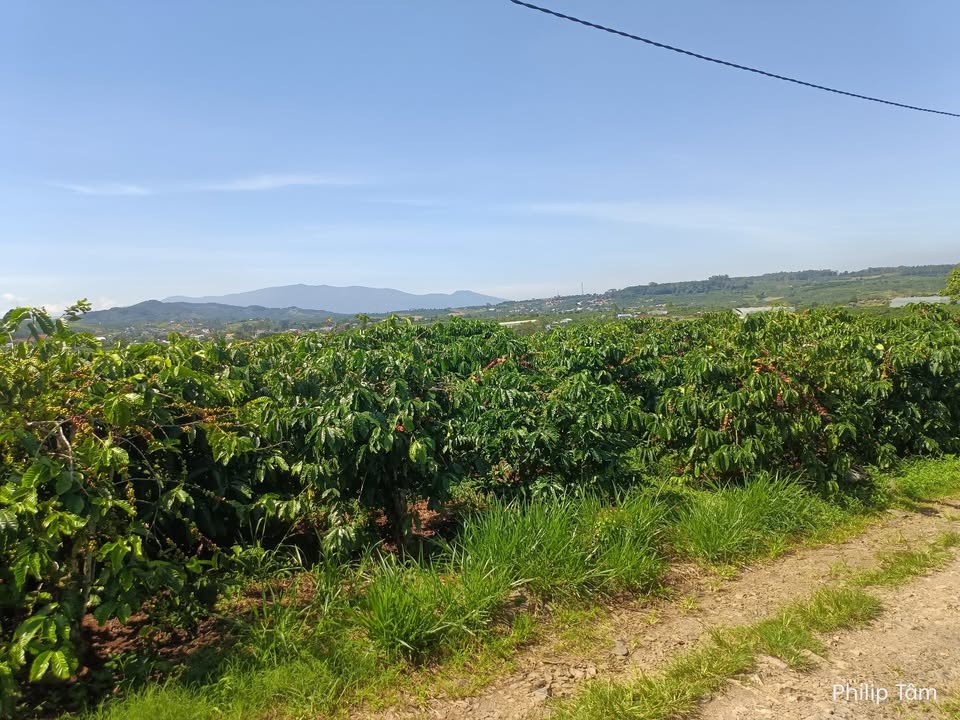 Đất nền liền kề Ninh Gia, Đức Trọng, Lâm Đồng 72m² giá chỉ 950 triệu - Sổ hồng riêng